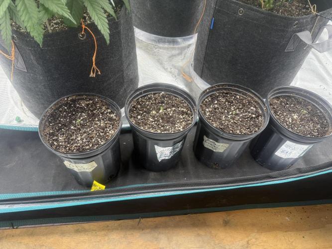 Mixed 4 pack. Week 0 - All the same looking day 1