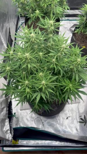 Comment by Reesegrow13 photo #1