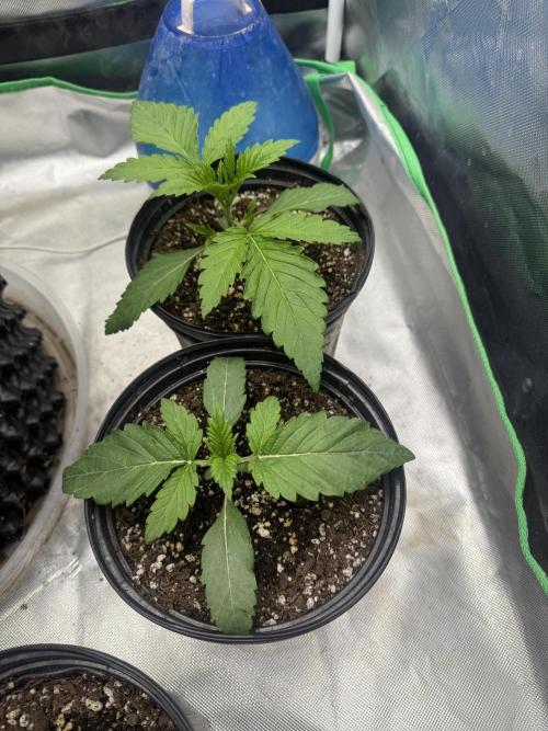 Mixed 4 pack. Week 2 - White widows