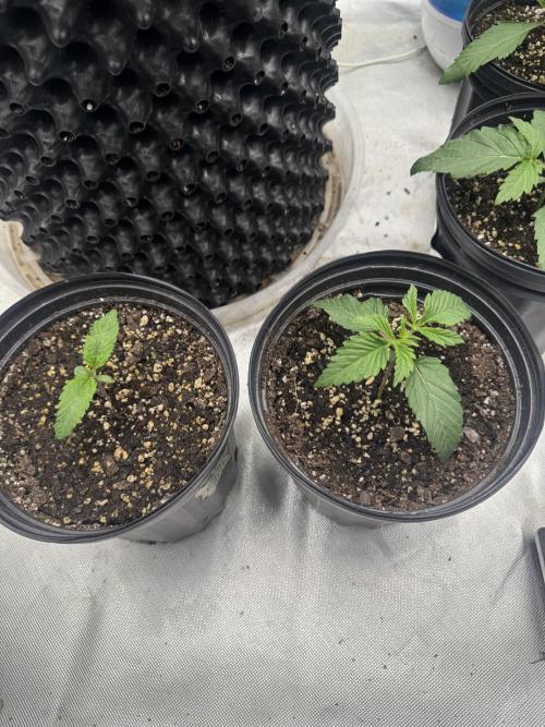 Mixed 4 pack. Week 2 - Wrank s1 little one genius juice