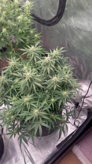 Comment by Reesegrow13 photo #1