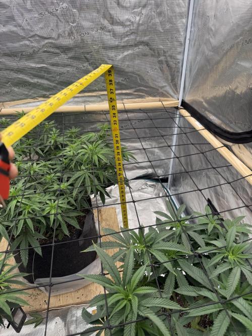 Mixed 4 pack. Week 11 - White widow 