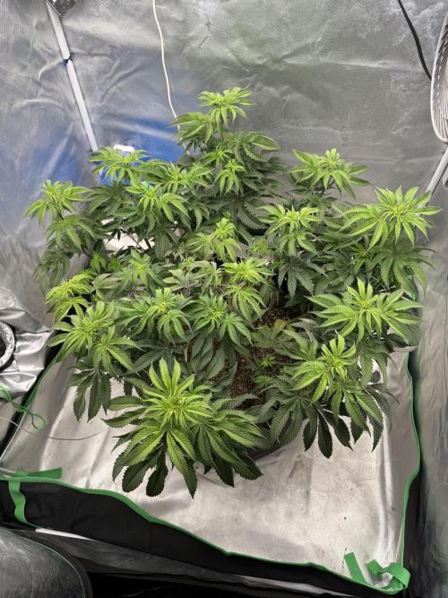 Mixed 4 pack. Week 11 - Wrank s1