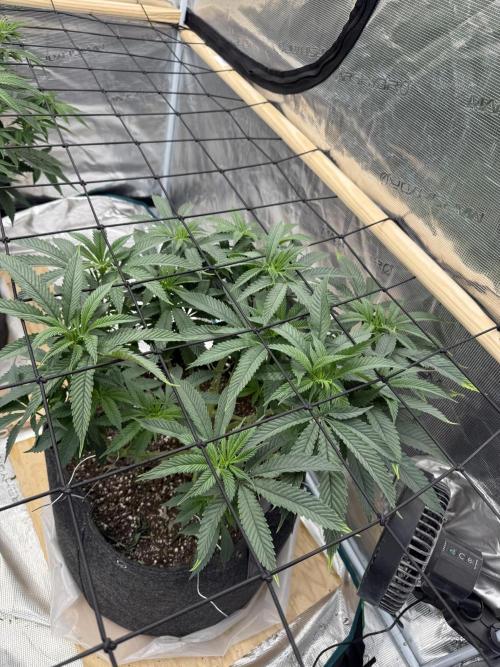Mixed 4 pack. Week 11 - White widow