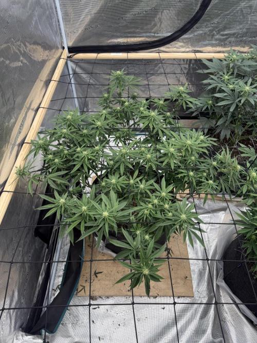 Mixed 4 pack. Week 12 - White widow