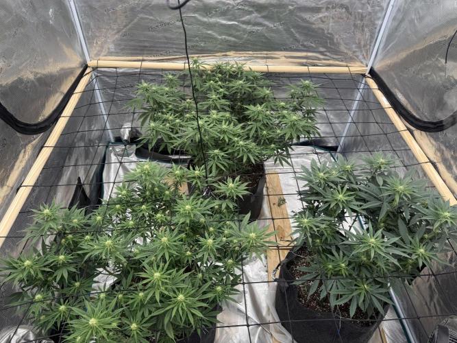 Mixed 4 pack. Week 12 - Genius juice, bottom, left corner