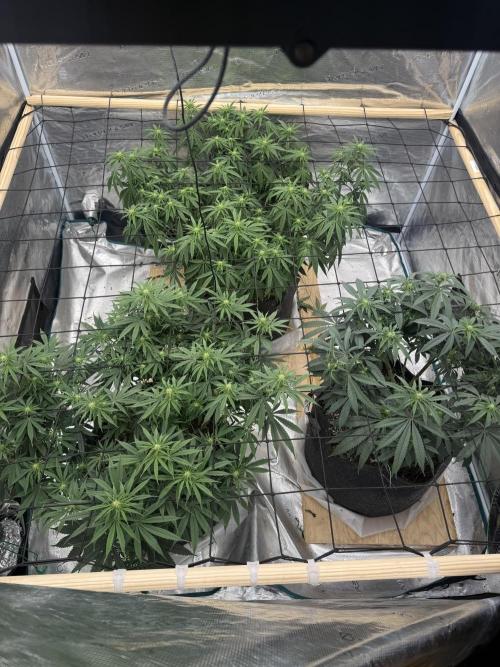 Mixed 4 pack. Week 12