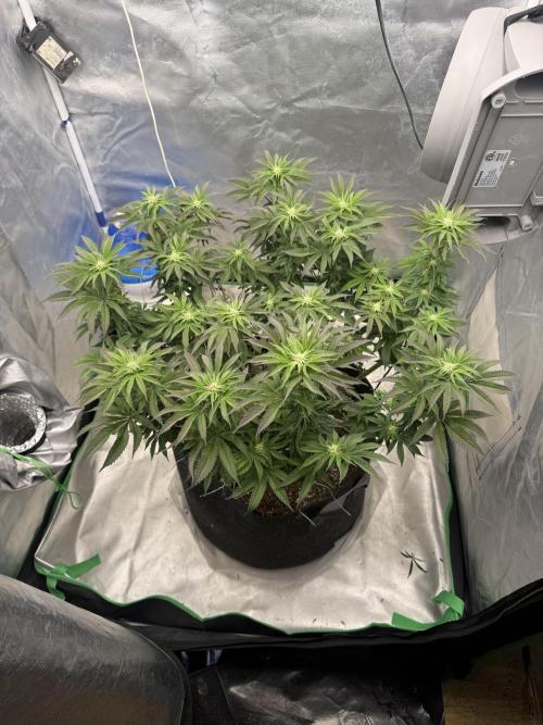 Mixed 4 pack. Week 12 - Wrank s1