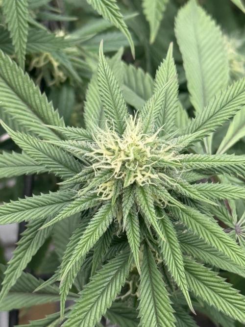 Mixed 4 pack. Week 14 - White widow 1