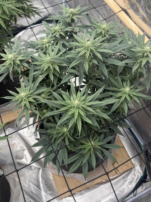 Mixed 4 pack. Week 14 - White widow 1