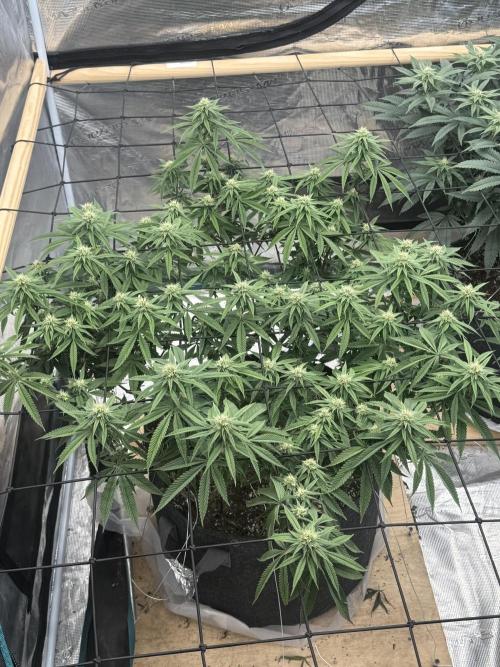 Mixed 4 pack. Week 14 - White widow2