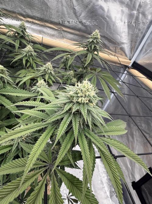 Mixed 4 pack. Week 15 - White widow 2