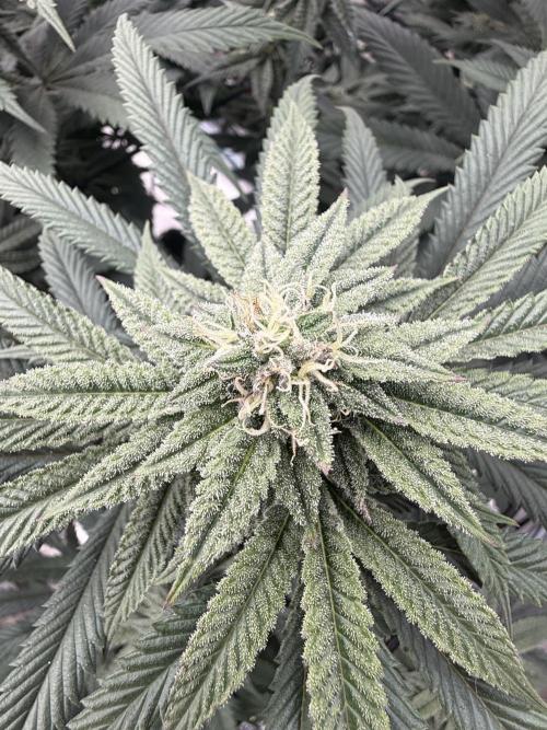Mixed 4 pack. Week 15 - White widow1