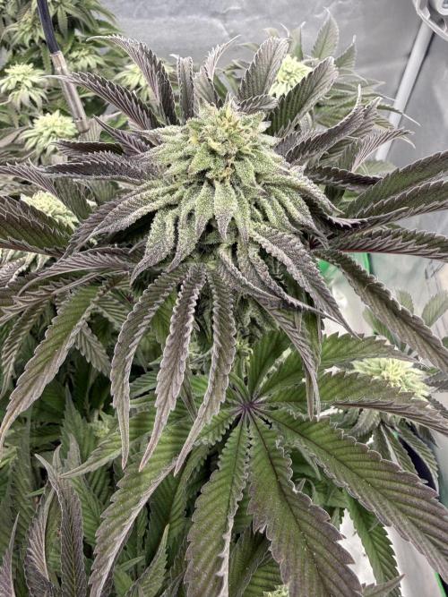 Mixed 4 pack. Week 16 - Wrank s1 ethos 