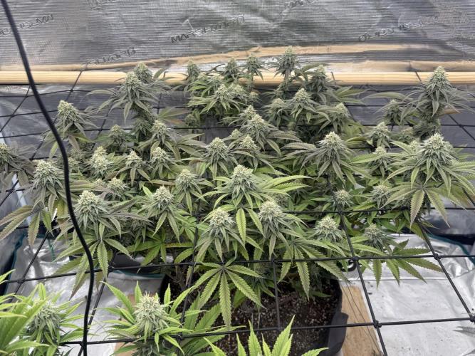 Mixed 4 pack. Week 16 - White widow 2