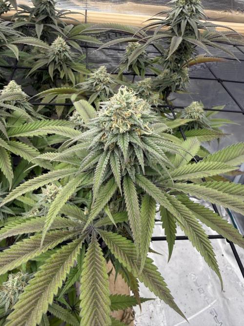 Mixed 4 pack. Week 16 - White widow2