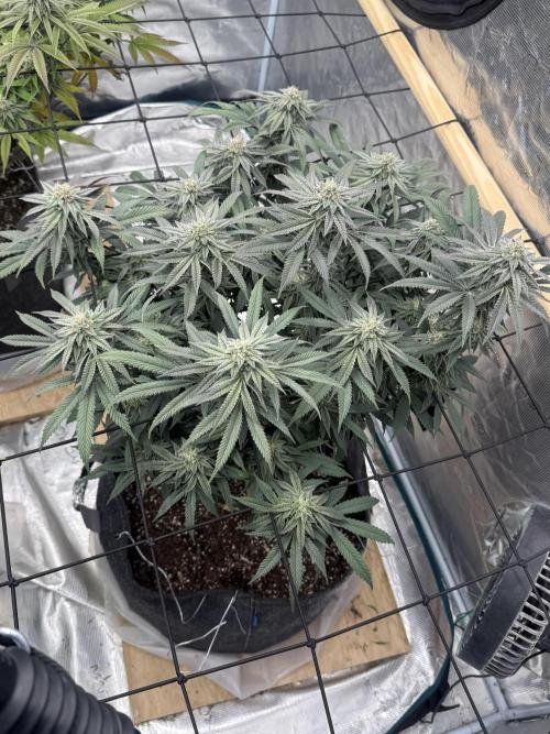Mixed 4 pack. Week 16 - White widow 1