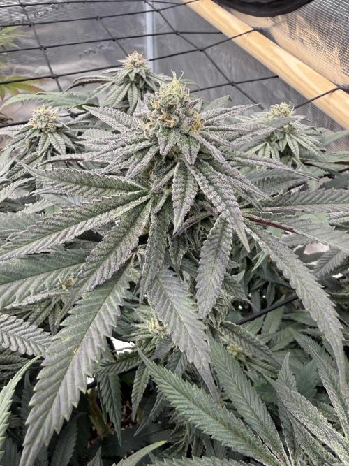 Mixed 4 pack. Week 16 - White widow1 seedsman
