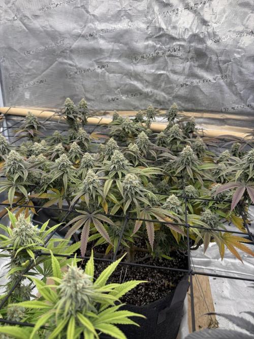 Mixed 4 pack. Week 17 - Seeds manWhite widow 2. Getting close to the end. 1 week to go.