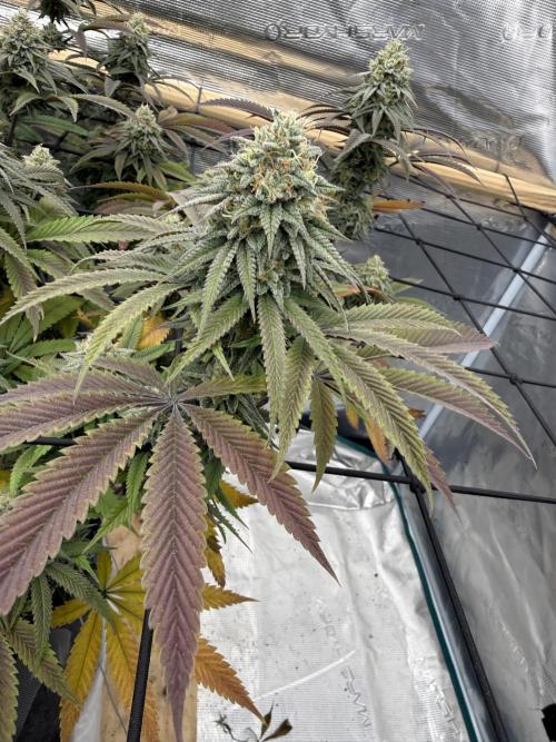Mixed 4 pack. Week 17 - Seedsman Widow 2