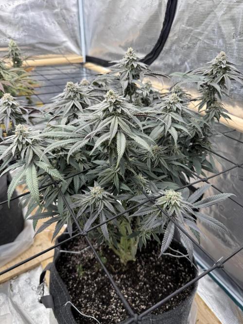 Mixed 4 pack. Week 17 - Seedsman Widow 1 still looking green as ever.