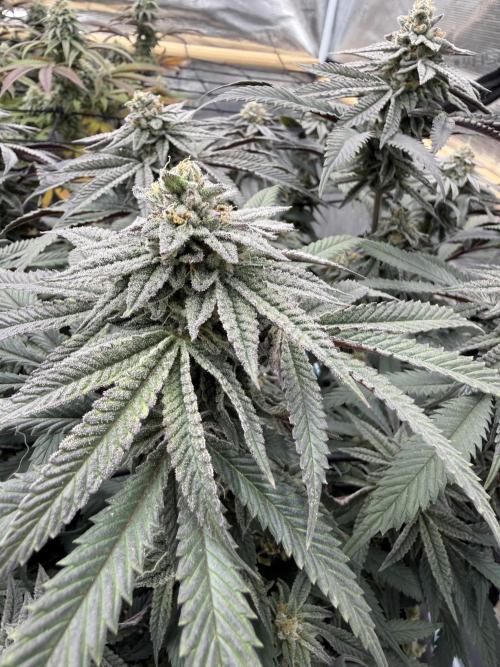 Mixed 4 pack. Week 17 - Seedsman Widow 1