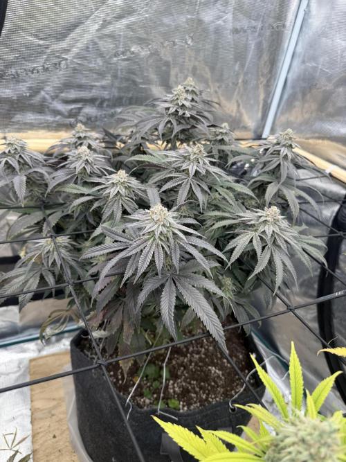 Mixed 4 pack. Week 18 - Widow 1
