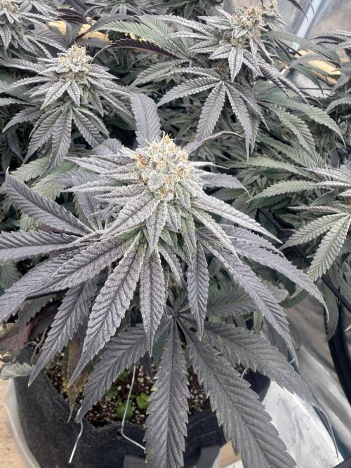 Mixed 4 pack. Week 18 - Widow1