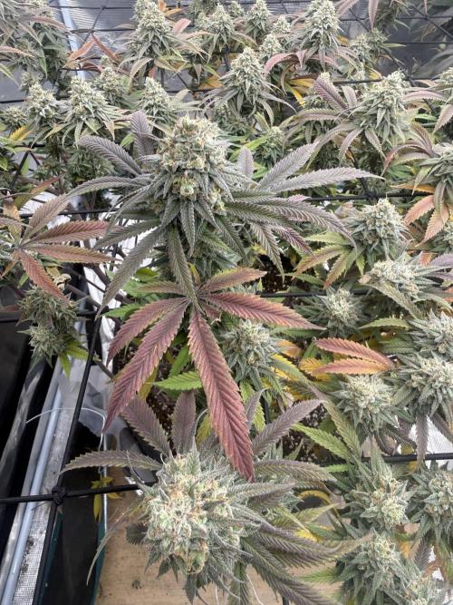 Mixed 4 pack. Week 18 - Widow 2