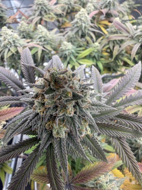Mixed 4 pack. Week 18 - Widow 2