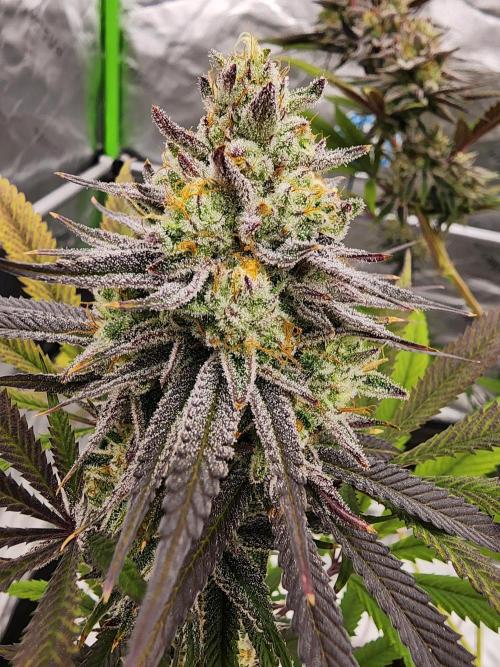 Jarjars Collection. Week 7 - 45 days