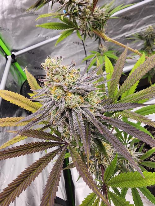 Jarjars Collection. Week 7