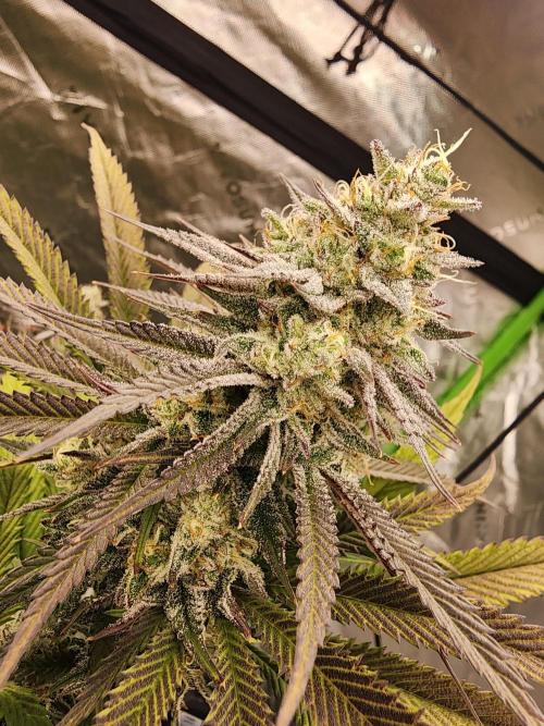 Jarjars Collection. Week 7