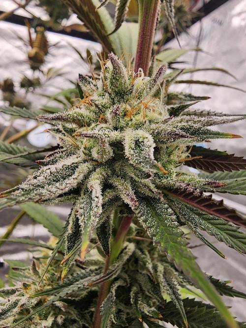 Jarjars Collection. Week 7