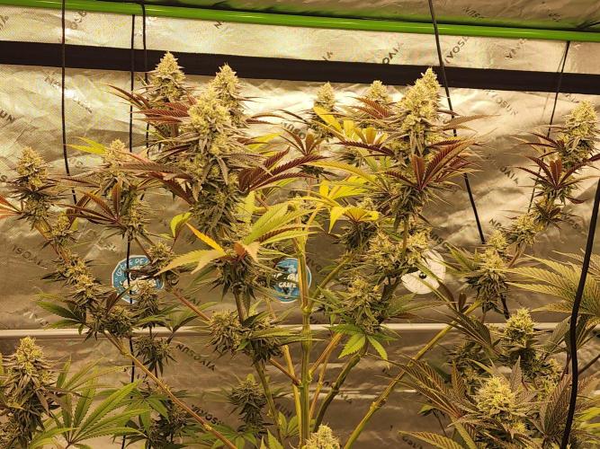 Jarjars Collection. Week 7