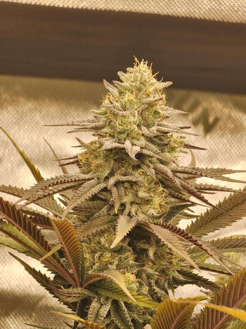 Jarjars Collection. Week 7