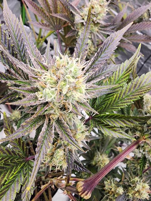 Jarjars Collection. Week 7