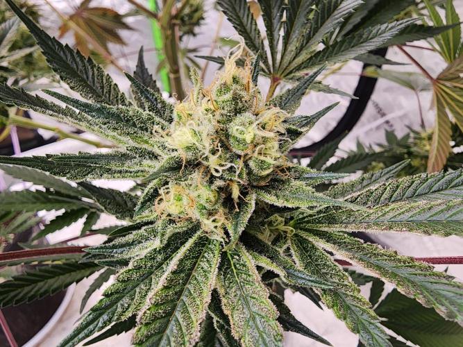 Jarjars Collection. Week 7