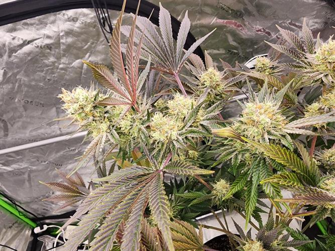 Jarjars Collection. Week 7