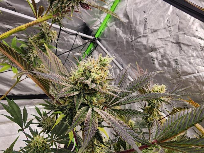 Jarjars Collection. Week 7