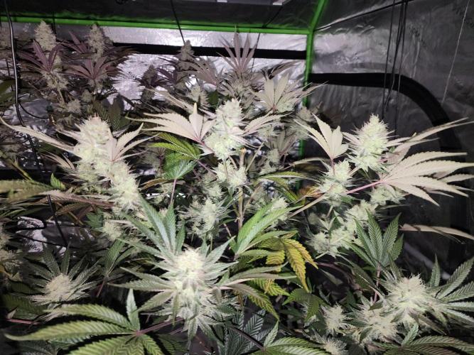 Jarjars Collection. Week 7