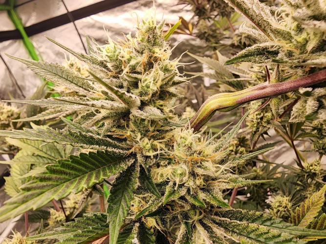 Jarjars Collection. Week 7