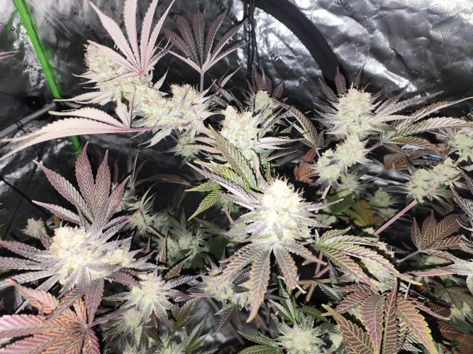 Jarjars Collection. Week 7