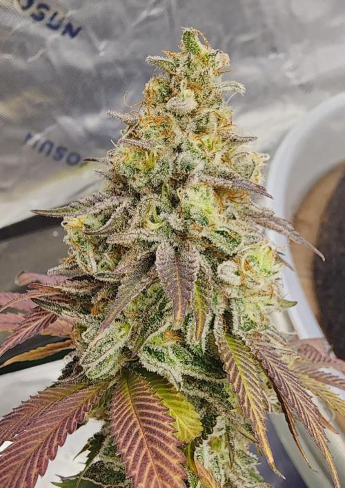 Jarjars Collection. Week 10 - Week 8