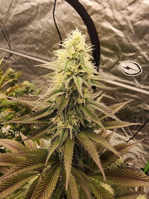 Jarjars Collection. Week 10 - Week 4