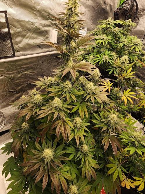 Jarjars Collection. Week 10