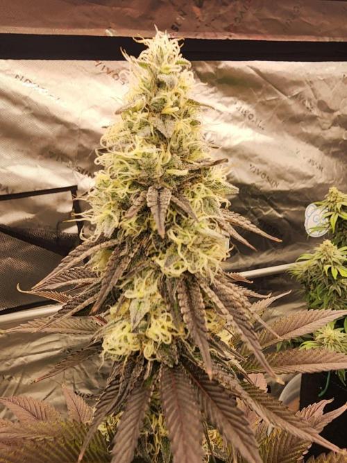 Jarjars Collection. Week 10