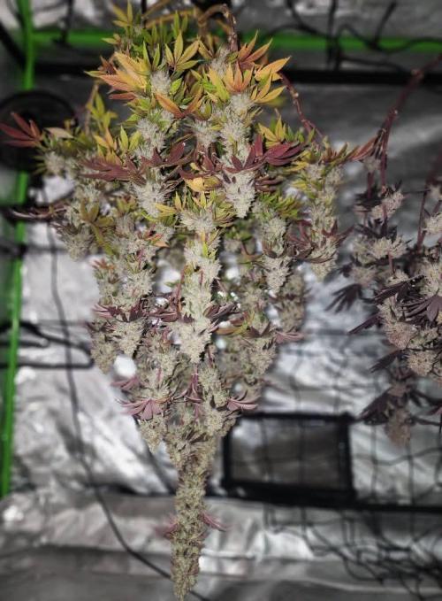 Jarjars Collection. Week 10