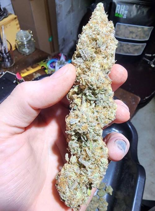 Jarjars Collection. Week 10