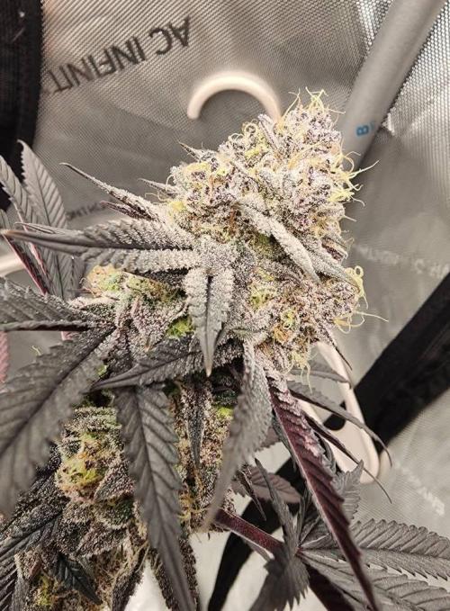 Jarjars Collection. Week 10